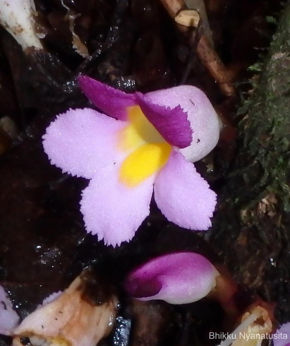 Christisonia tricolor Gardner